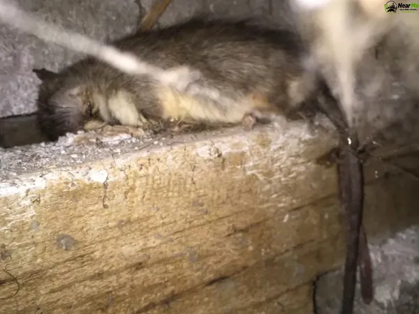 Dead Rat Removal Mooloolah
